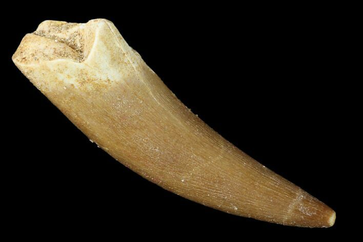 Fossil Plesiosaur (Zarafasaura) Tooth - Morocco #160562